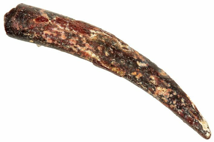 Fossil Pterosaur (Siroccopteryx) Tooth - Morocco #245969